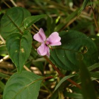 Impatiens leptopoda Arn.